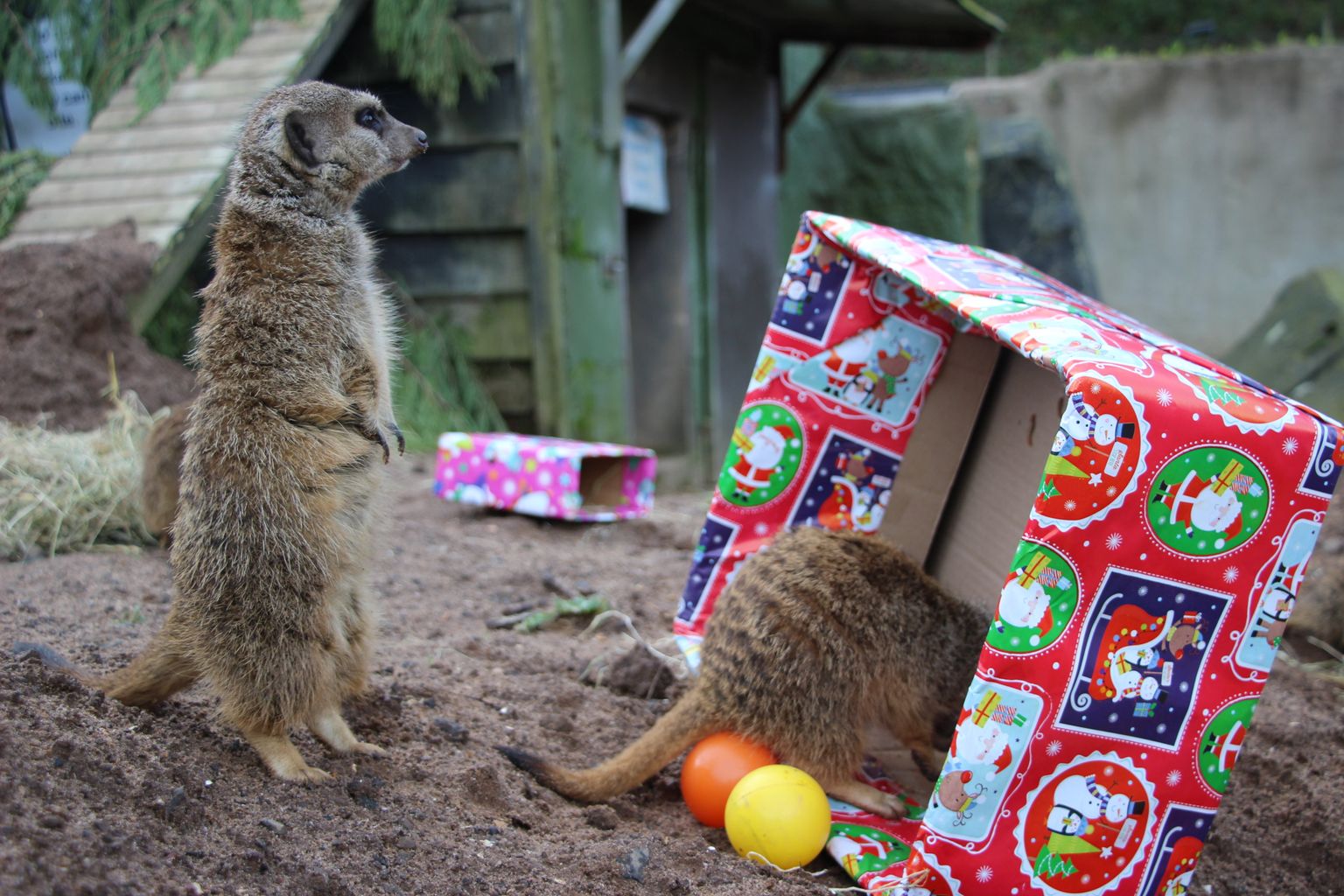 watch-christmas-came-early-for-the-animals-at-belfast-zoo-news
